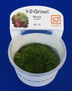 1-2-GROW! Kleines Teichlebermoos / Riccia Fluitans Von TROPICA, Moos