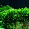In-Vitro Christmas Moss / Vesicularia Dubyana 'Christmas', Moos