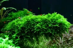 1-2-GROW! Christmas Moss / Vesicularia Dubyana 'Christmas' Von TROPICA, Moos
