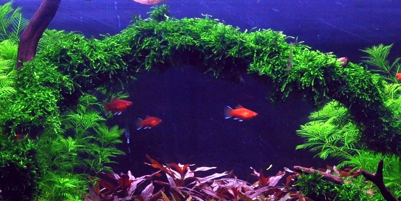 1-2-GROW! Trauermoos / Vesicularia Ferriei 'Weeping' Von TROPICA, Moos