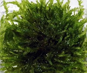 1-2-GROW! Trauermoos / Vesicularia Ferriei 'Weeping' Von TROPICA, Moos – Bild 2