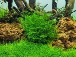 1-2-GROW! Ufermoos / Leptodictyum Riparium Von TROPICA