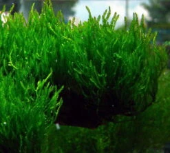 1-2-GROW! Flammenmoos / Taxiphyllum Spec. Flame Von TROPICA, Moos