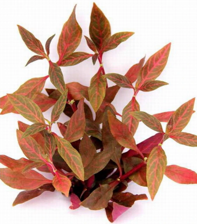 XL In-Vitro Kleines Rosanerviges Papageienblatt / Alternanthera 'Rosanervig' - A. Reineckii ´Red Ruby´
