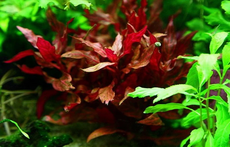 XL In-Vitro Kleines Rosanerviges Papageienblatt / Alternanthera 'Rosanervig' - A. Reineckii ´Red Ruby´ – Bild 2