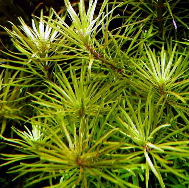 XL In-Vitro Quirlblättrige Sternpflanze / Pogostemon Stellatus (Eusteralis Stellata) Im XL-Cup – Bild 2