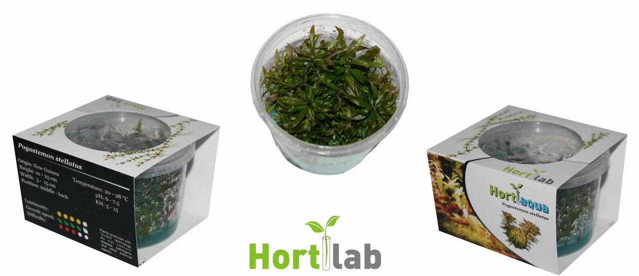 XL In-Vitro Quirlblättrige Sternpflanze / Pogostemon Stellatus (Eusteralis Stellata) Im XL-Cup – Bild 3