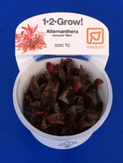 1-2-GROW! Mini-Papageienblatt / Alternanthera Reineckii 'mini' Von TROPICA