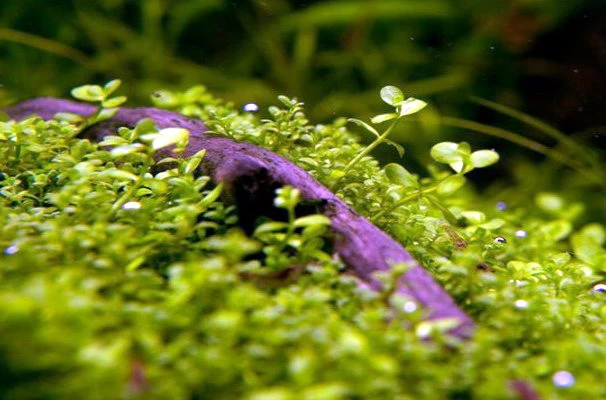 1-2-GROW! Monte-Carlo Zwergperlkraut / Micranthemum 'Monte Carlo' Von TROPICA