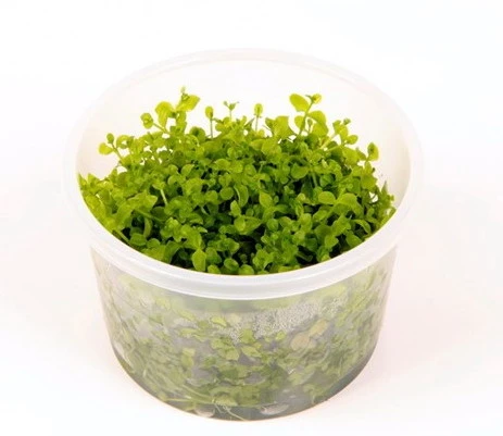 1-2-GROW! Monte-Carlo Zwergperlkraut / Micranthemum 'Monte Carlo' Von TROPICA – Bild 2