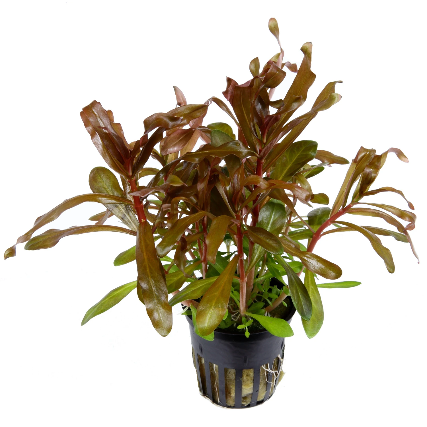 Dickstängelige Nesaea / Nesaea Crassicaulis Im Topf – Bild 2