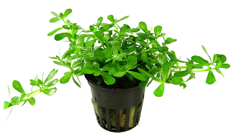 Kleines Kompaktes Fettblatt / Bacopa 'Compact' – Bild 2