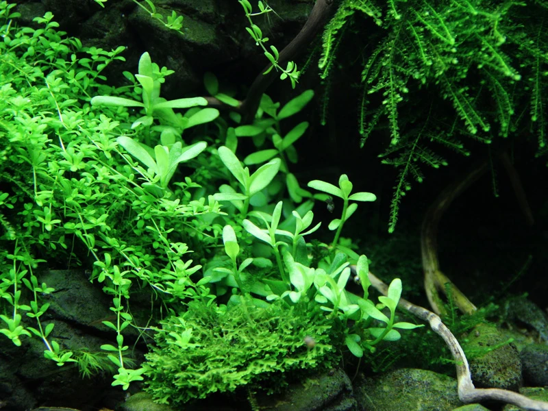 Kleines Kompaktes Fettblatt / Bacopa 'Compact' – Bild 3