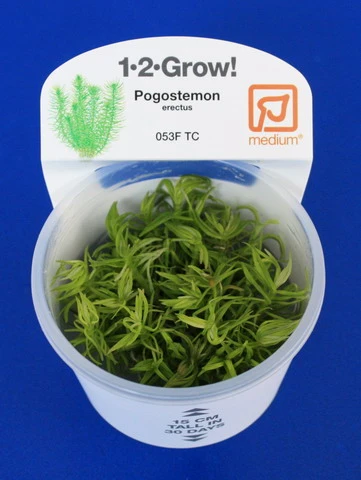 1-2-GROW! Indische Sternpflanze / Pogostemon Deccanensis Von TROPICA – Bild 2