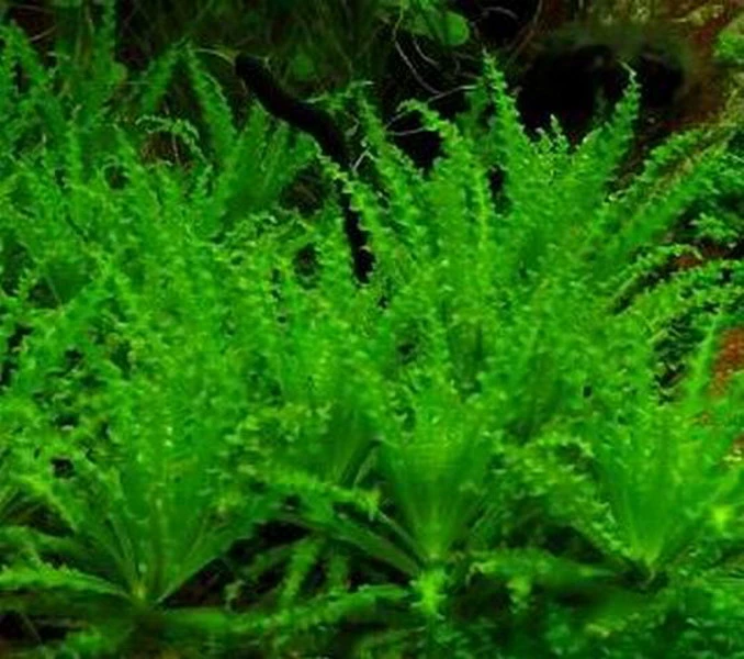 1-2-GROW! Kleiner Stern 'Daonoi' - Sternkraut / Pogostemon Helferi – Bild 4