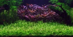 1-2-GROW! Grasartige Zwergschwertpflanze / Helanthium Tenellum 'Green' Von TROPICA
