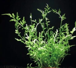 XL In-Vitro Gehörnter Hornfarn / Ceratopteris Cornuta