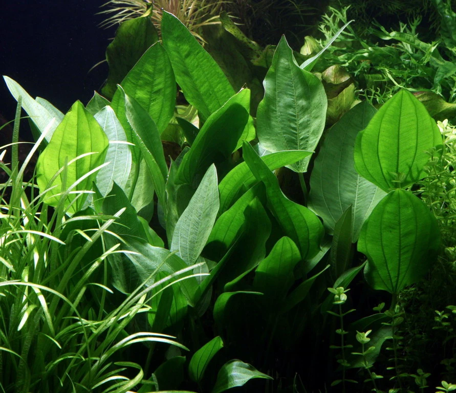 MUTTERPFLANZE Steifblättriger Froschlöffel / Echinodorus 'Palaefolius' Var. Latifolius