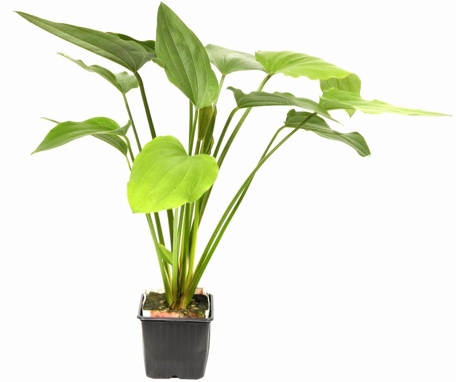 MUTTERPFLANZE Steifblättriger Froschlöffel / Echinodorus 'Palaefolius' Var. Latifolius – Bild 2