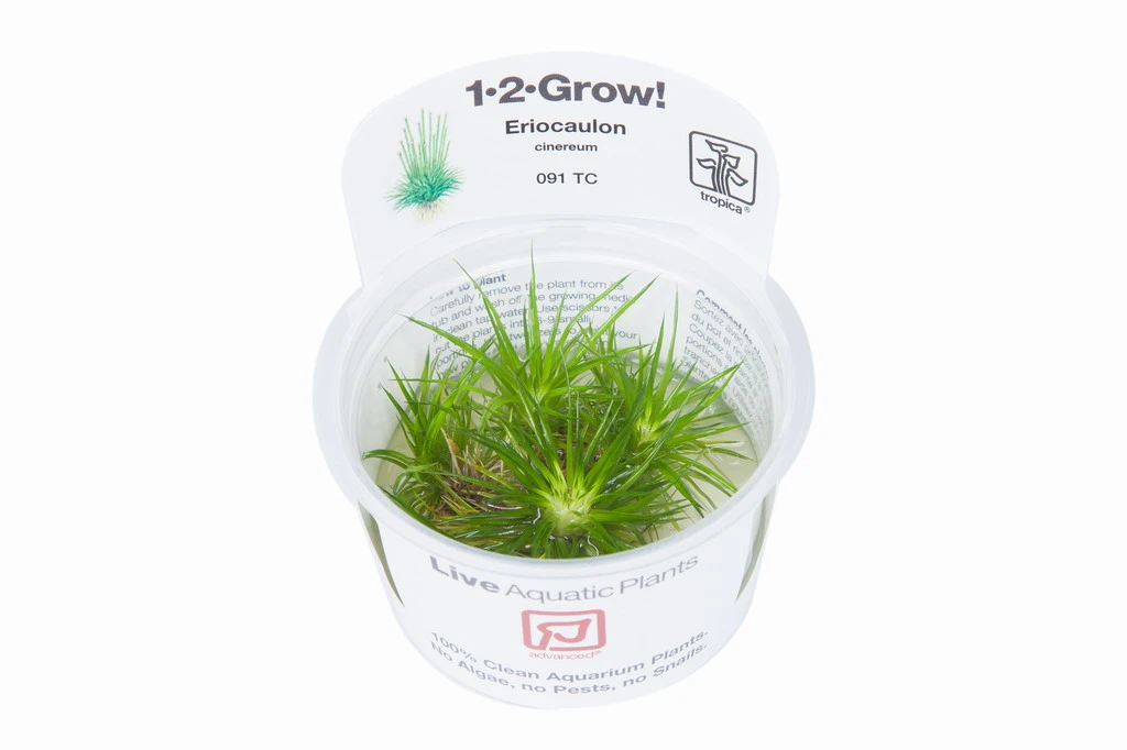 1-2-GROW! Eriocaulon Cinereum *TOP Rarität* – Bild 3