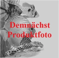 Leuchtende Qualle - Gelb