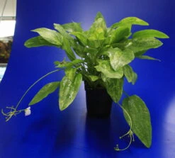 MUTTERPFLANZE Echinodorus Cordifolius 'Tropica Marble Queen'