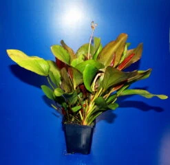 MUTTERPFLANZE Kleine Rote Schwertpflanze / Echinodorus Reni