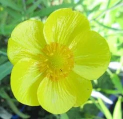 Sumpfhahnenfuß - Zungenhahnenfuß, Gelb / Ranunculus Lingua Im 9x9 Cm Topf