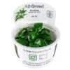 1-2-GROW! Zwergspeerblatt / Anubias Barteri Nana
