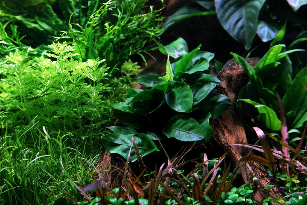 Lavastein Mit Großer Anubias / Anubias Barteri Auf Lavastein - Gr. XL – Bild 2