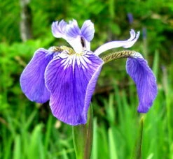 Alaska-Sumpfschwertlilie / Iris Setosa Im 9x9 Cm Topf