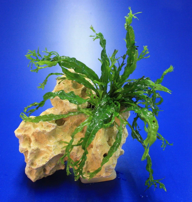 Lochstein Gr. S Mit Windelov Javafarn / Microsorum Windelov Auf Künstlichem Mondstein