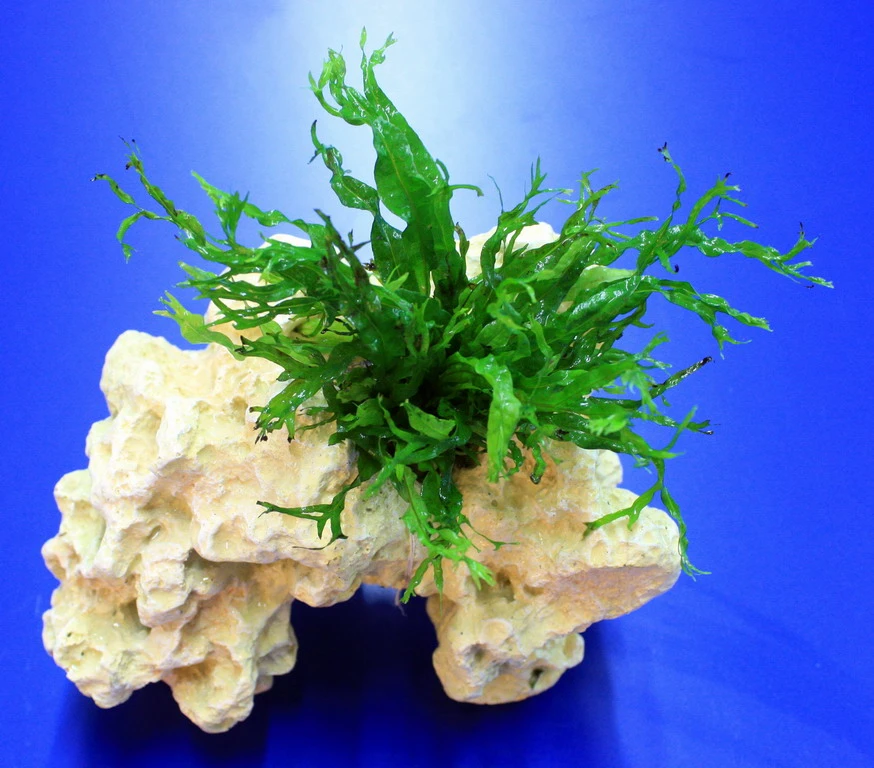 Lochstein Gr. M Mit Windelov Javafarn / Microsorum Windelov Auf Künstlichem Mondstein – Bild 2