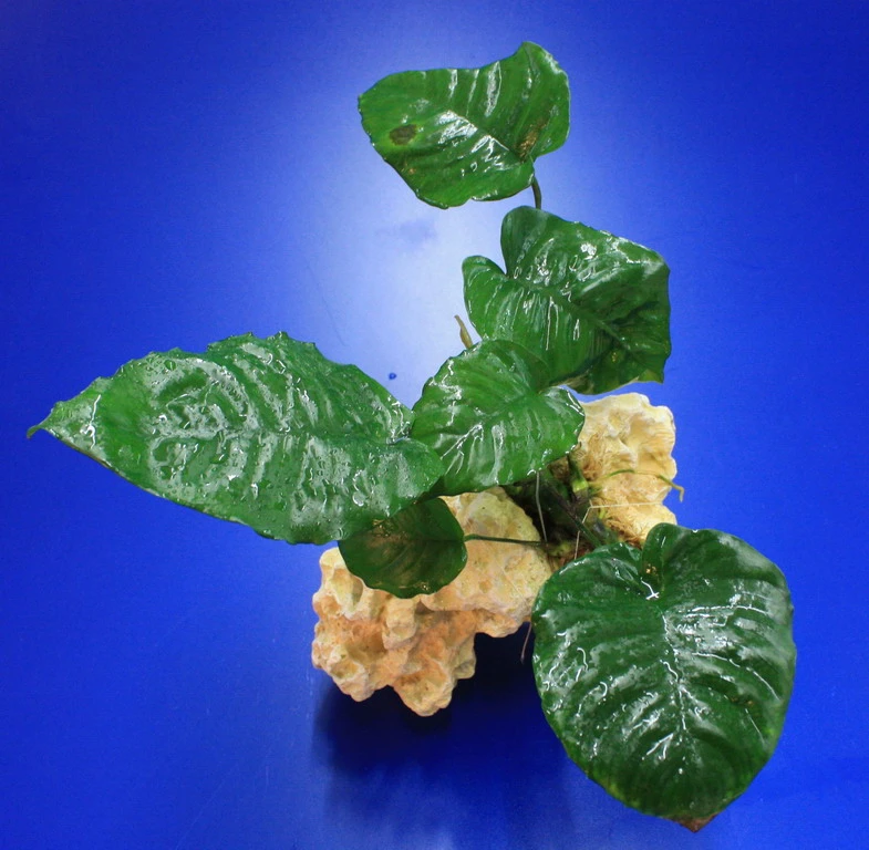 Lochstein Gr. M Mit Großer Anubias / Anubias Barteri Auf Künstlichem Mondstein – Bild 2