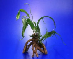 Javafarn-Mangrovenwurzel Mit Höhle / Mangrovenbaum Mit Microsorum Pteropus