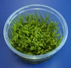 XL In-Vitro Sternmoos - Star Moss / Hyophila Involuta - Tortula Ruralis Im Großem 8 Cm Moos Cup
