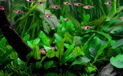 1-2-GROW! Grüner Wasserkelch / Cryptocoryne Wendtii "green"