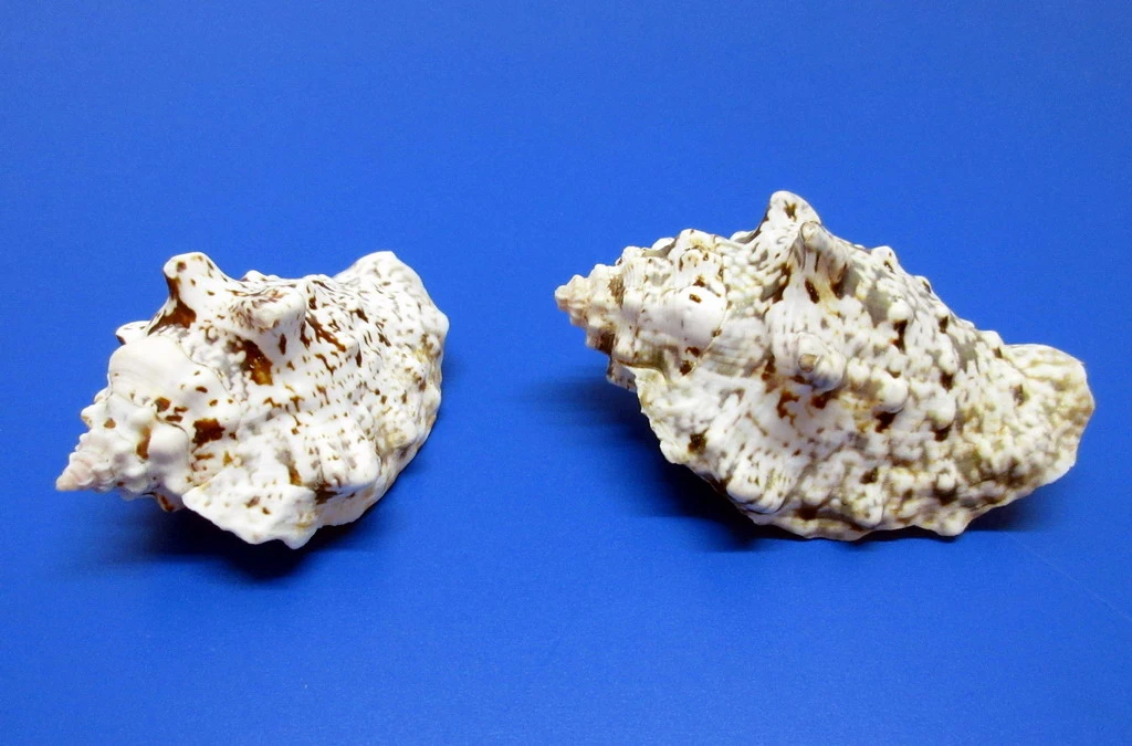 Vasenschnecke - Schneckenhaus - Ca. 7-8 Cm - Unikat