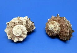 Rosa Radschnecke - Schneckenhaus - Ca. 5-6 Cm - Unikat