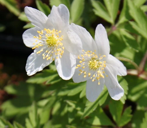Buschwindröschen / Anemone Nemorosa Im 9x9 Cm Topf