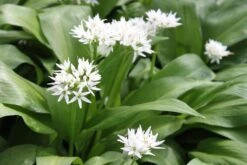 Bärlauch, Weiß - Wilder Knoblauch / Allium Ursinum Im 9x9 Cm Topf