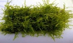 Trauermoos Als Matte 80 X 50 Mm / Vesicularia Ferriei Weeping Moss, Moos