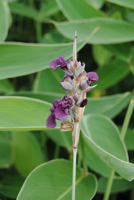 Wasser-Canna - Maranthe / Thalia Dealbata Im 9x9 Cm Topf – Bild 2