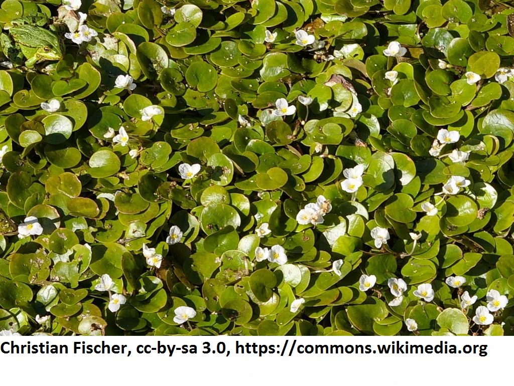 Europäischer Froschbiss / Hydrocharis Morsus-ranae – Bild 2