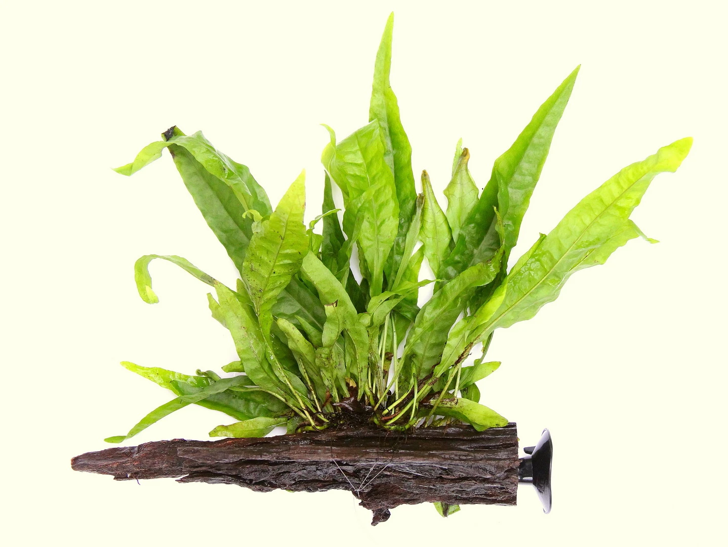 Wurzel+Saugnapf Mit Javafarn / Microsorum Pteropus Auf Wurzel+Sauger – Bild 2