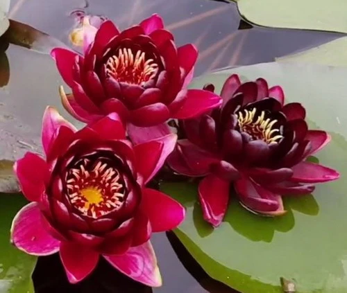 Weinrote Seerose / Nymphaea "Black Princess" *Rarität*