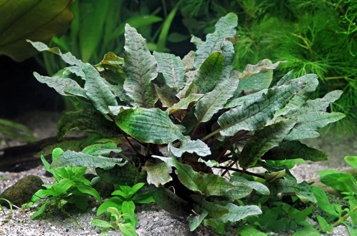 XL In-Vitro Brauner Wasserkelch / Cryptocoryne Wendtii Brown