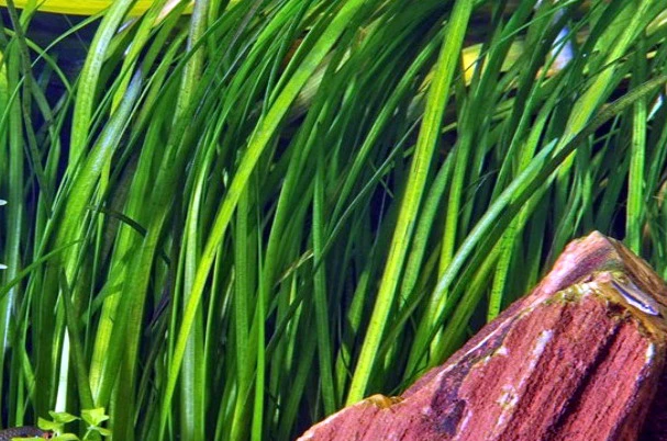 Marmorierte Wasserschraube / Vallisneria Spiralis 'Tiger'