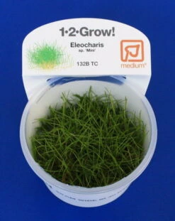 1-2-GROW! Bonsai-Nadelsimse / Eleocharis Pusilla Von TROPICA