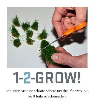 1-2-GROW! Bonsai-Nadelsimse / Eleocharis Pusilla Von TROPICA – Bild 4